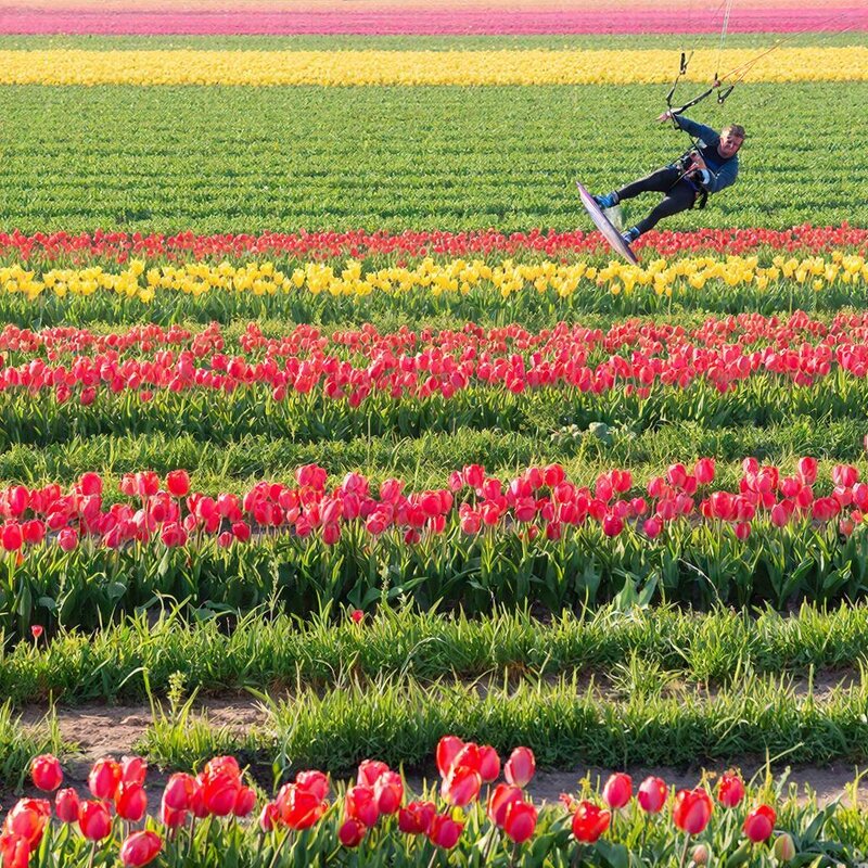 над тюльпанами - МАРИЯ ПОПОВА