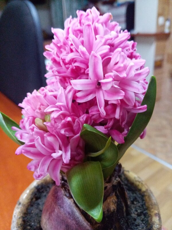 Гиацинт - Татьяна Пальчикова