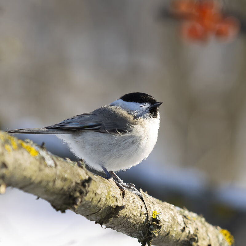 Пухляк - Валерий Черняк Пухляк - Валерий Черняк