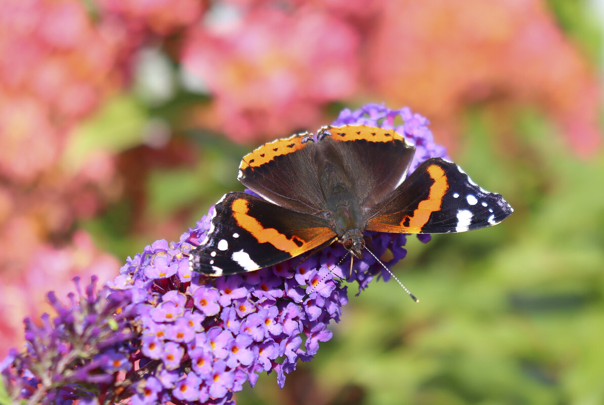Бабочка и будлея - елена беликова