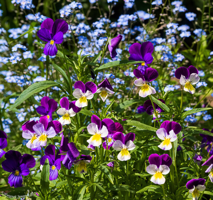 Анютино-глазково-незабудковая... полянка. Незабываемое начало лета) - Николай Зиновьев Анютино-глазково-незабудковая... полянка. Незабываемое начало лета) - Николай Зиновьев