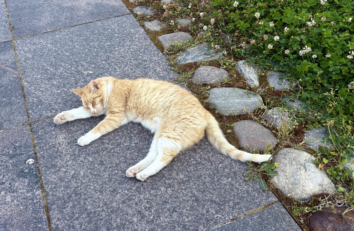 Спящий житель Коневца... - Наталия Павлова Спящий житель Коневца... - Наталия Павлова