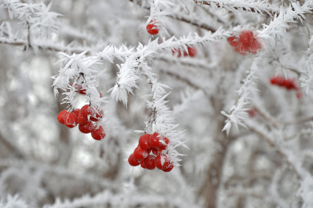 Калина в инее, стоит - красуется... - Надежда Куркина 