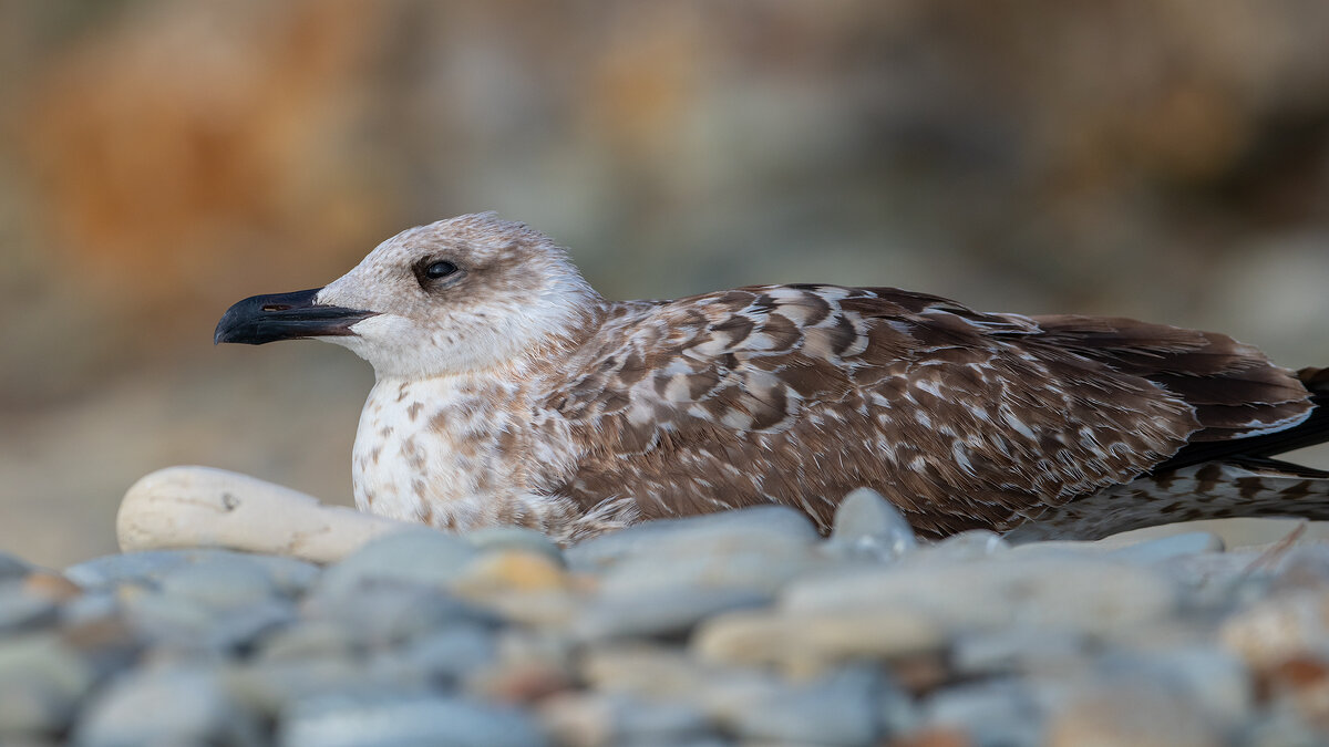 Портрет на морском берегу - Владимир Лазарев Портрет на морском берегу - Владимир Лазарев