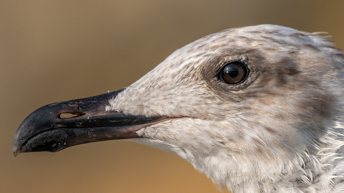 Портрет на морском берегу - Владимир Лазарев Портрет на морском берегу - Владимир Лазарев