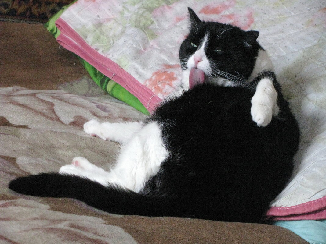 Отмывается после прогулки - Людмила Смородинская