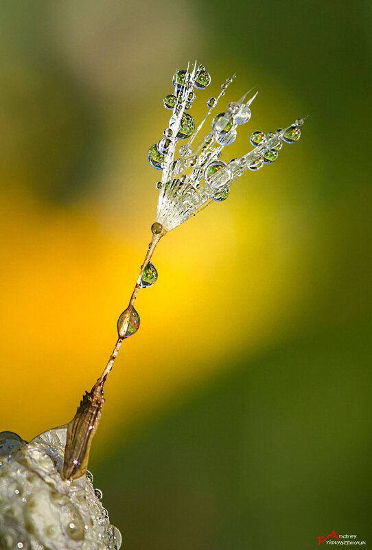 Ранним утром... - Андрей Пристяжнюк