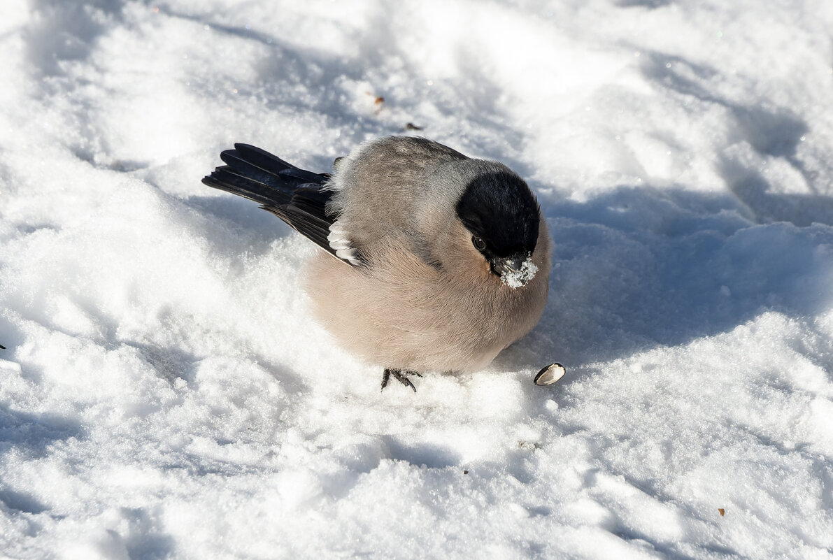 Снегирь: Я не просто сижу — я позирую для истории! - Вадим Басов