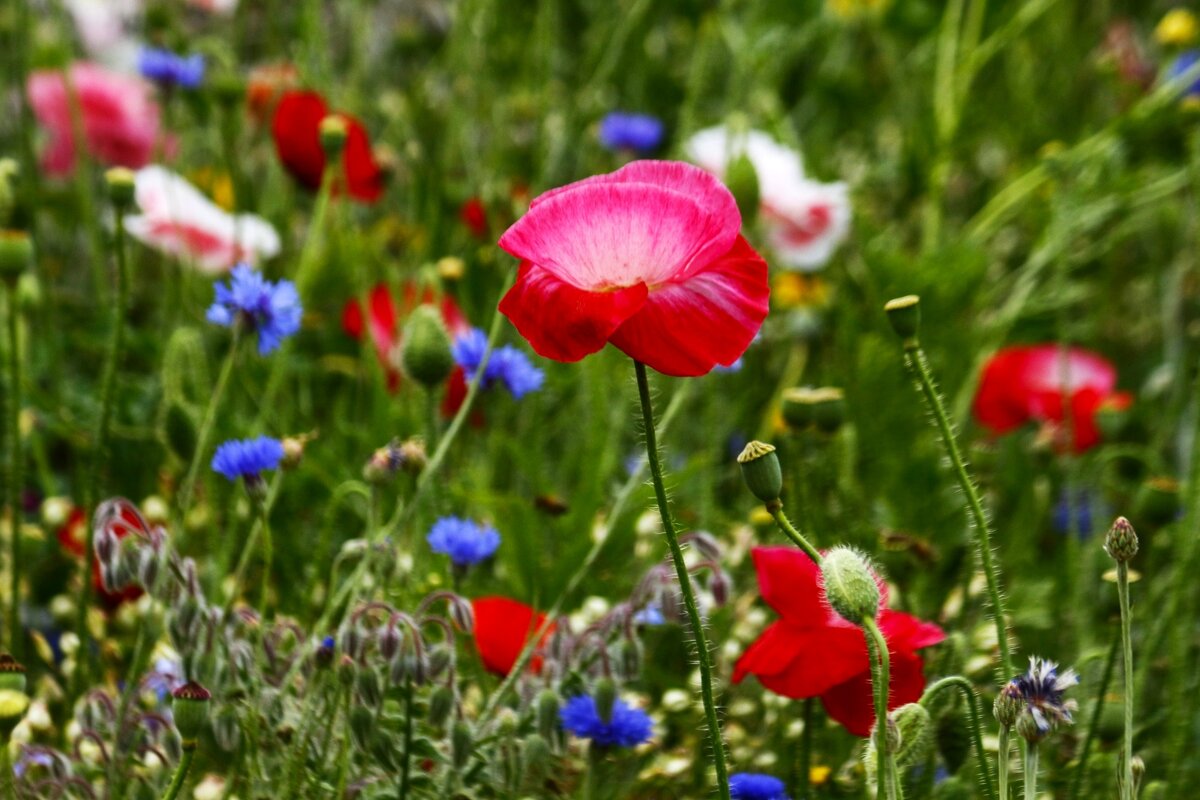 А на нейтральной полосе – цветы Необычайной красоты! - Юрий. Шмаков