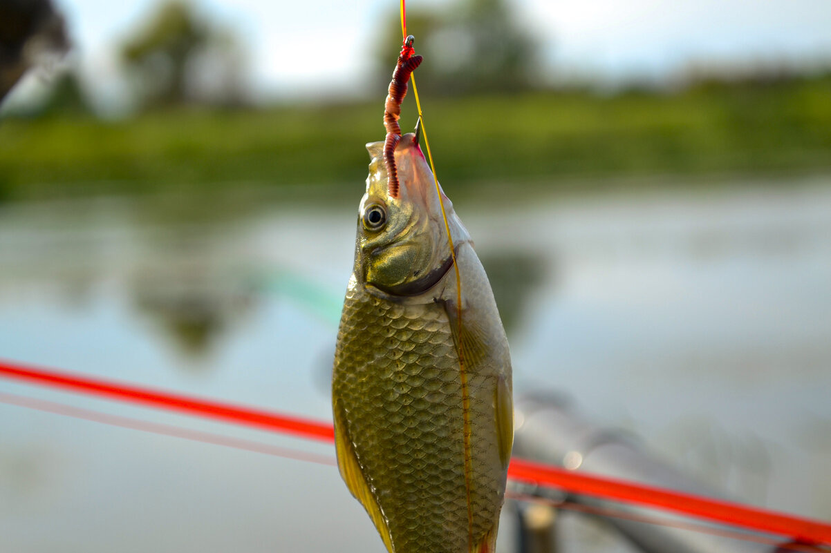 Рыбка золотая. - Михаил Курзанцев