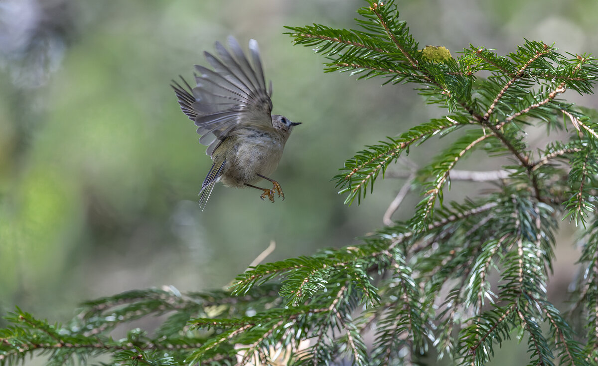желтоголовый королек - юрий макаров