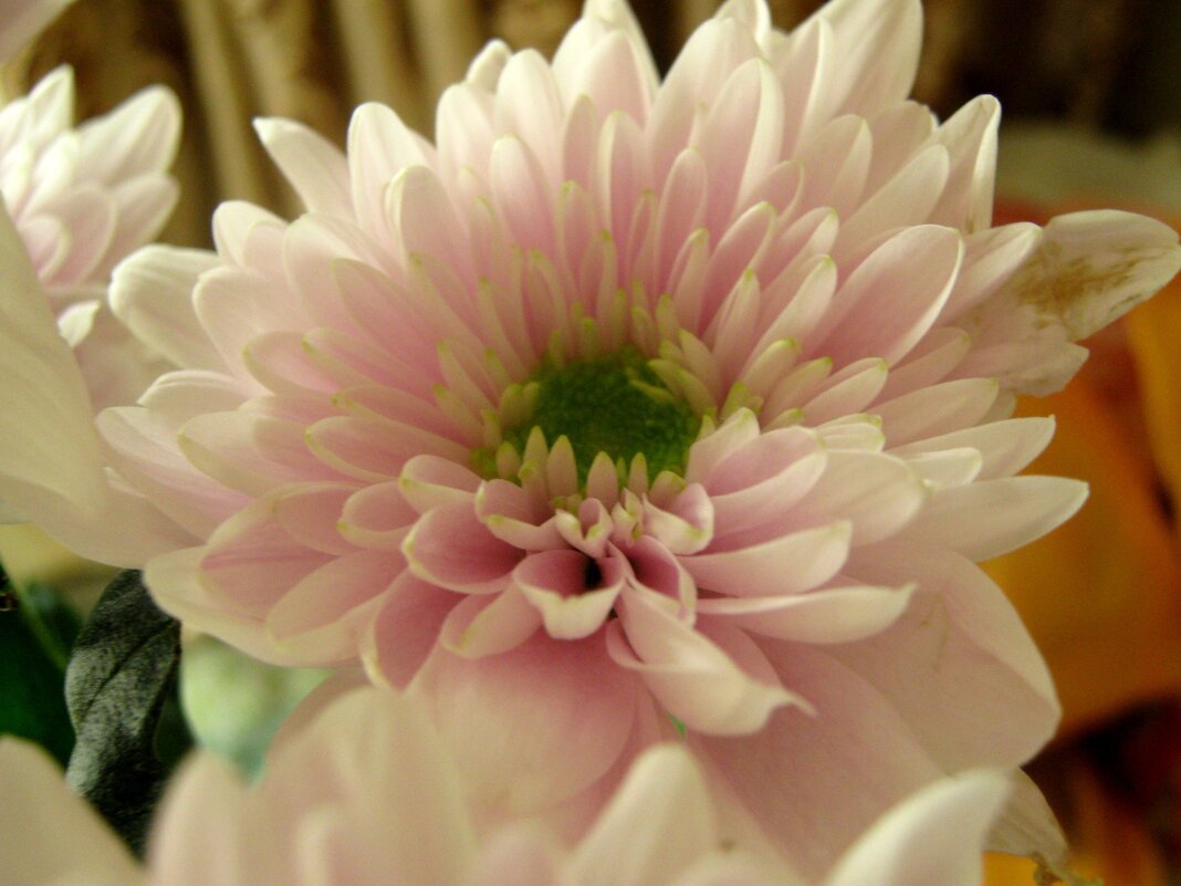 с 23 февраля! Счастья, радости, мира, добра! - Елена Семигина