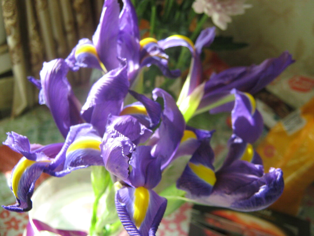 к 23 февраля ! Всех мужчин с праздником! - Елена Семигина