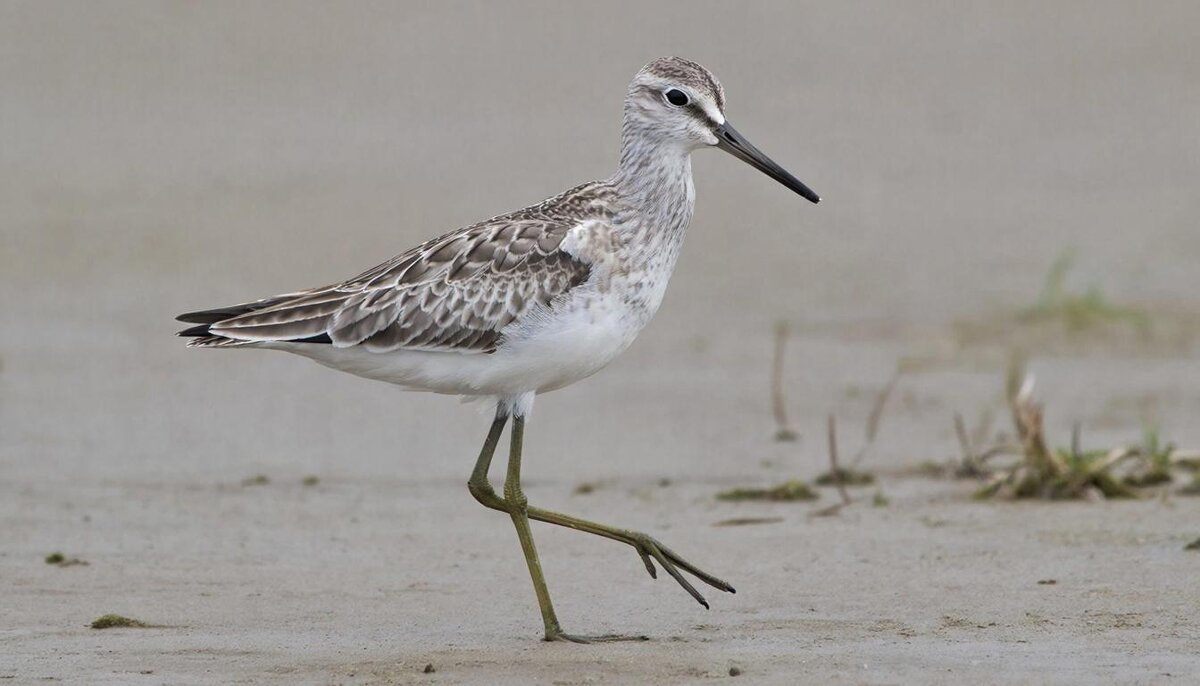 Птицы - СЕРГЕЙ ФИЛОЧКИН