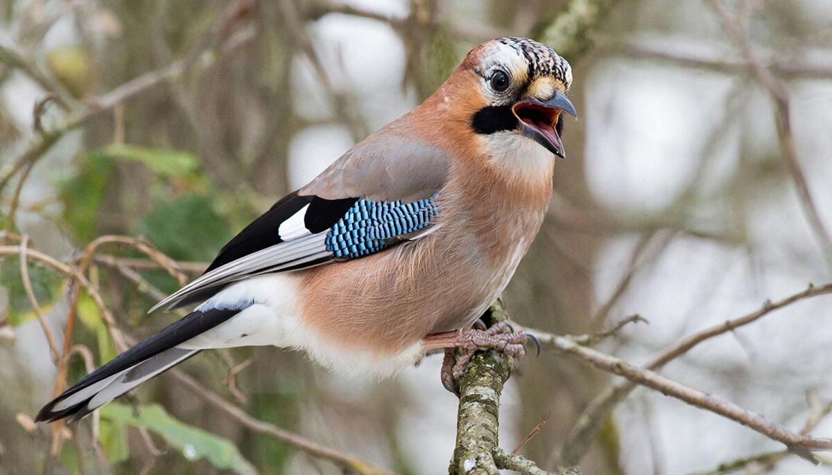Птицы - СЕРГЕЙ ФИЛОЧКИН