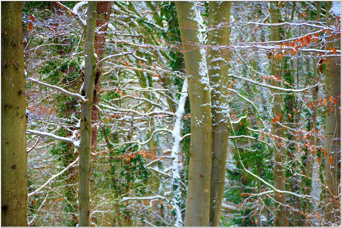 В ЛЕСУ... - Elvira E. 