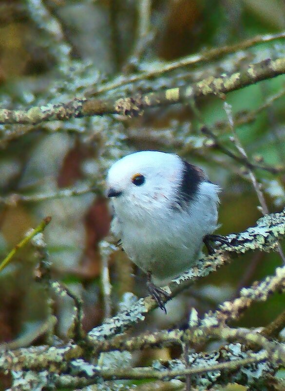 ополовник - gawrilа - dan