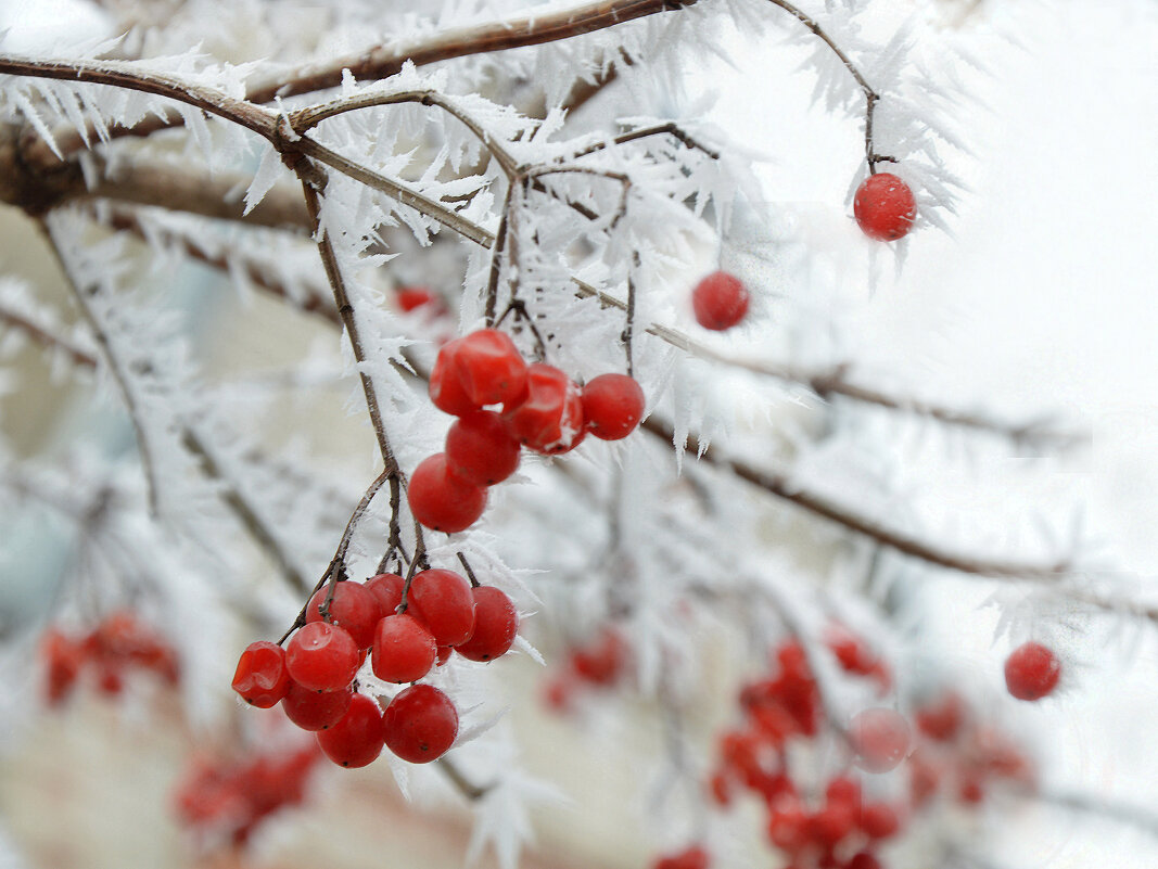 *** - Надежда Куркина 