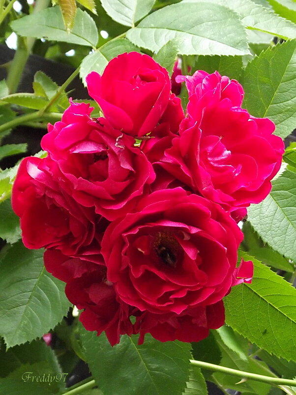 Розы - Freddy 97