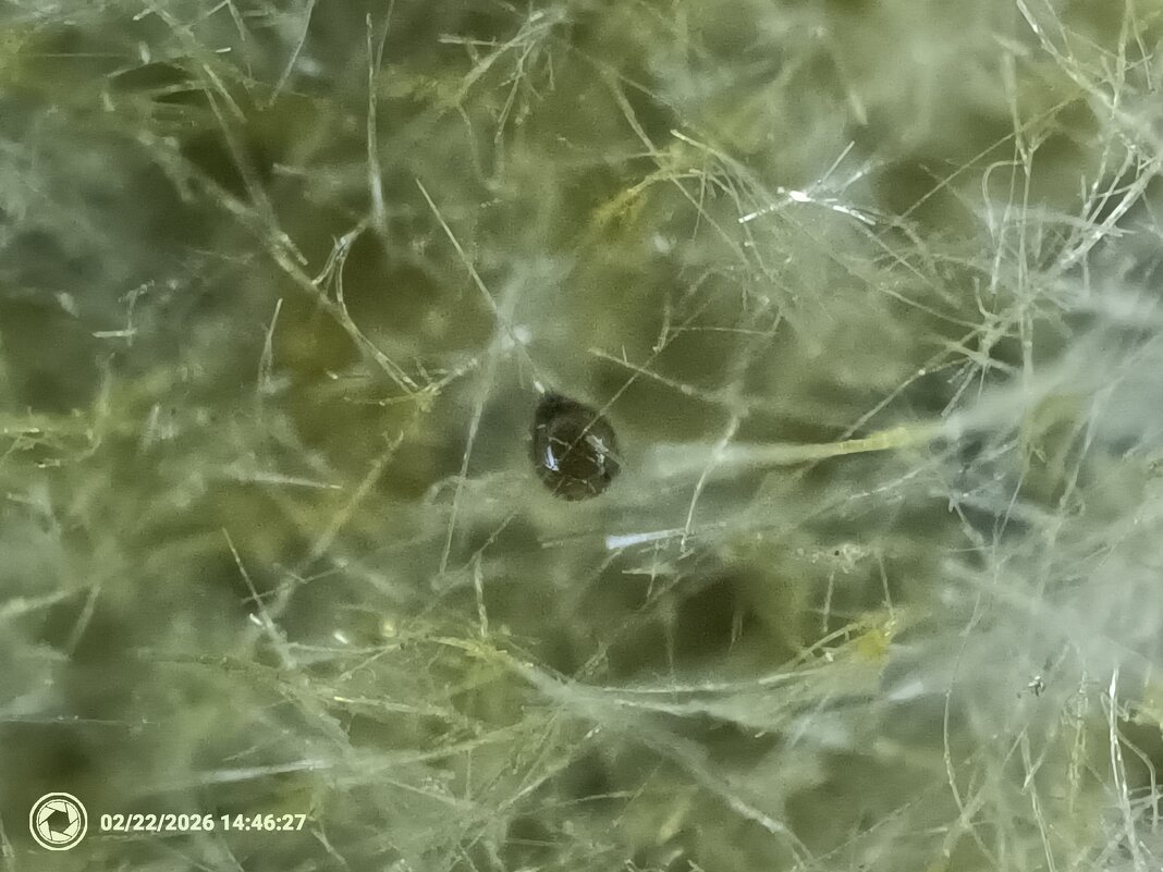 королёк в минвате - Конрад Карлович Михельсон королёк в минвате - Конрад Карлович Михельсон