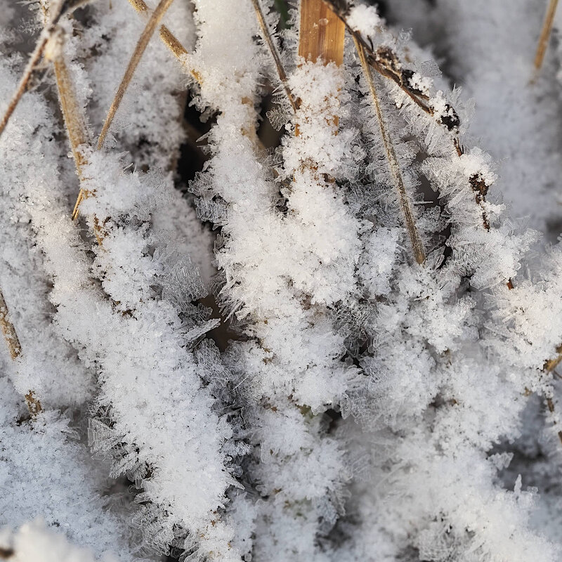 Изморозь на траве - Мария К. Изморозь на траве - Мария К.