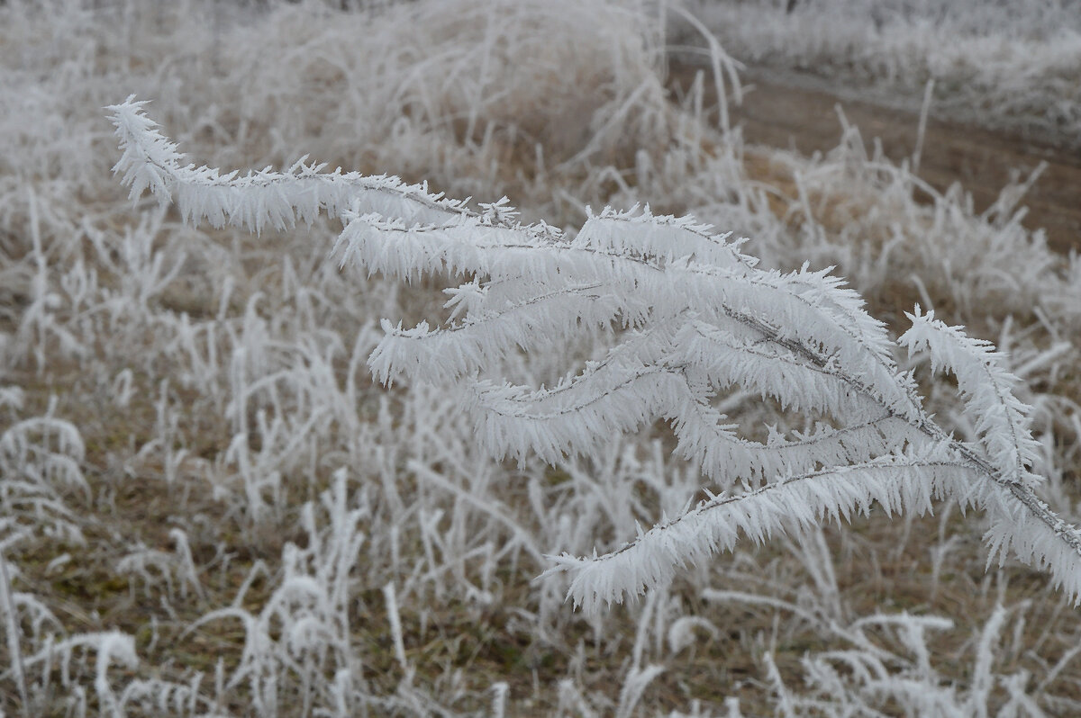 Белый иней на траве...холодное дыханье зимнего утра... - Надежда Куркина Белый иней на траве...холодное дыханье зимнего утра... - Надежда Куркина