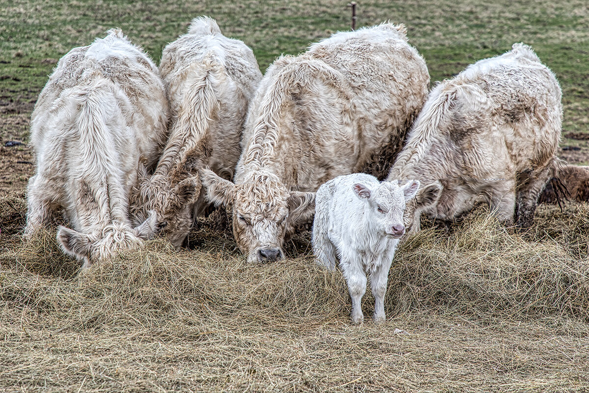Коровки. - Владимир Самсонов
