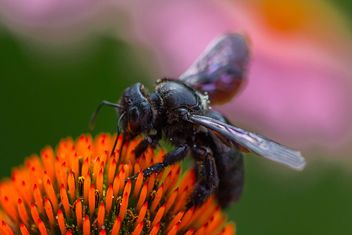 Чёрный шмель - Valziwa 