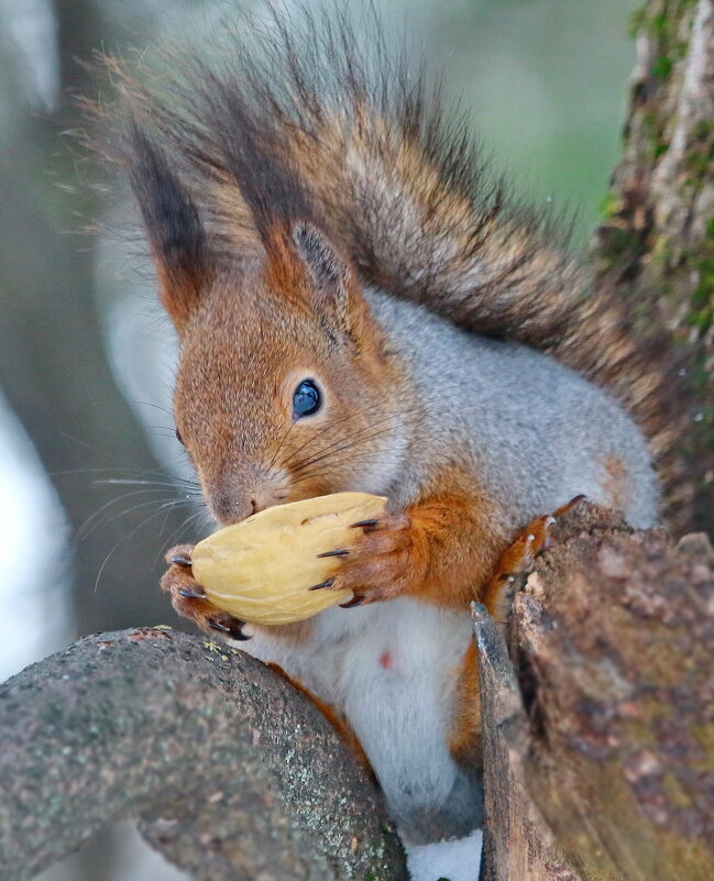 ... на здоровье Чаша... ! - Andrey Bragin ... на здоровье Чаша... ! - Andrey Bragin