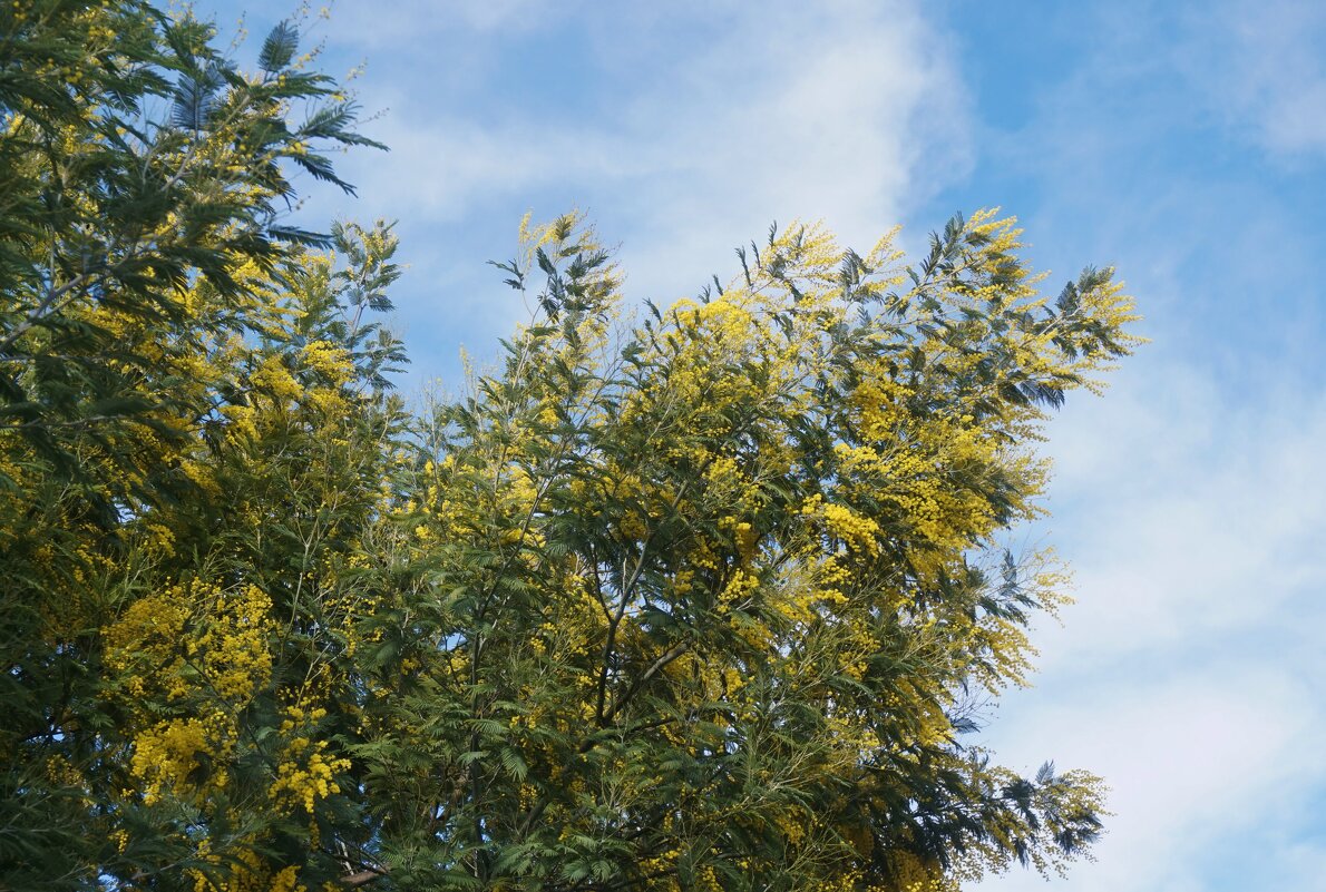 Цветение мимозы - Nataly St. 