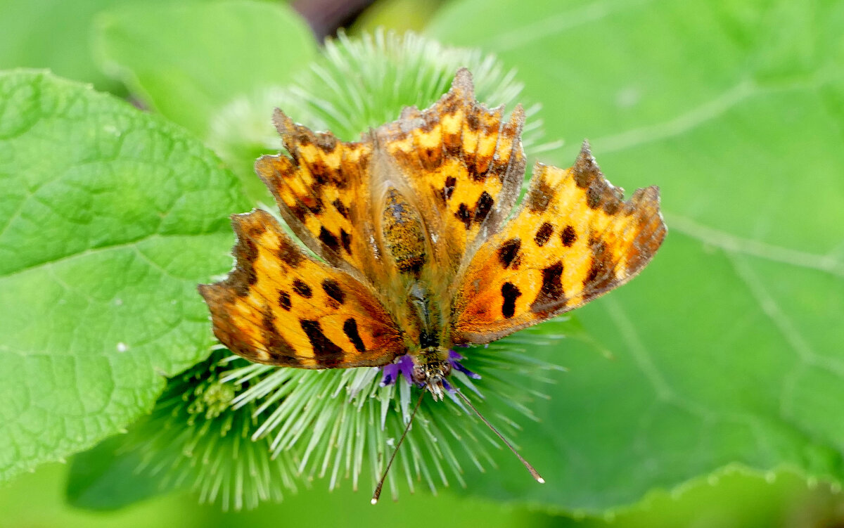 опять про бабочек...486 - Александр Прокудин