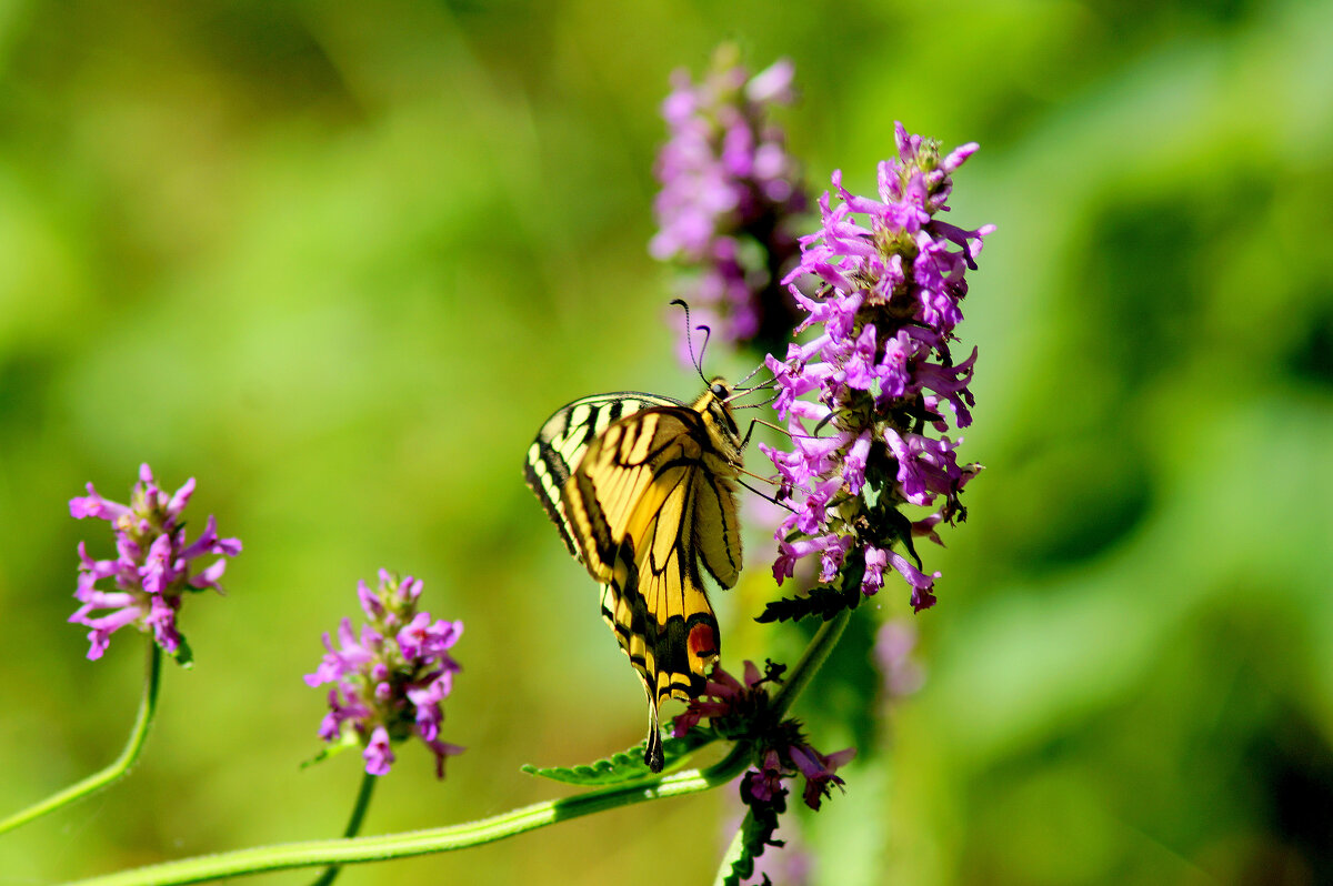 опять про бабочек...489 - Александр Прокудин