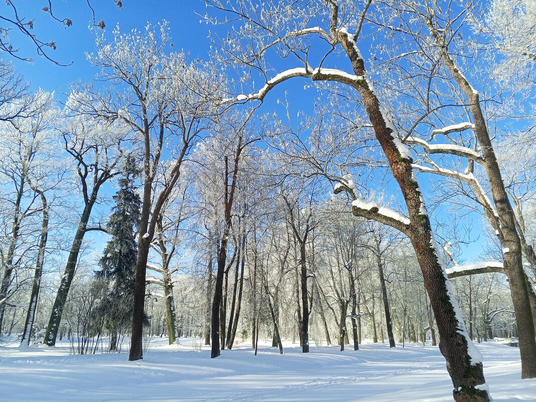 Зима - Сапсан 
