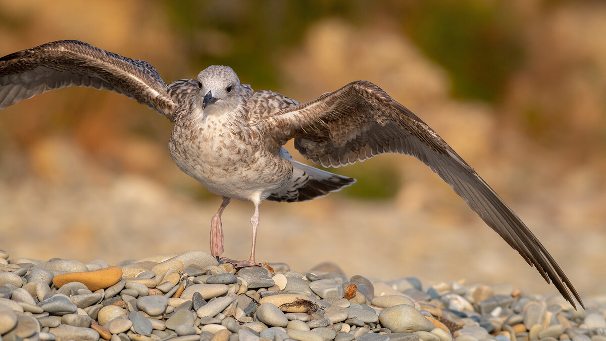 На морском берегу. Чайки. - Владимир Лазарев На морском берегу. Чайки. - Владимир Лазарев