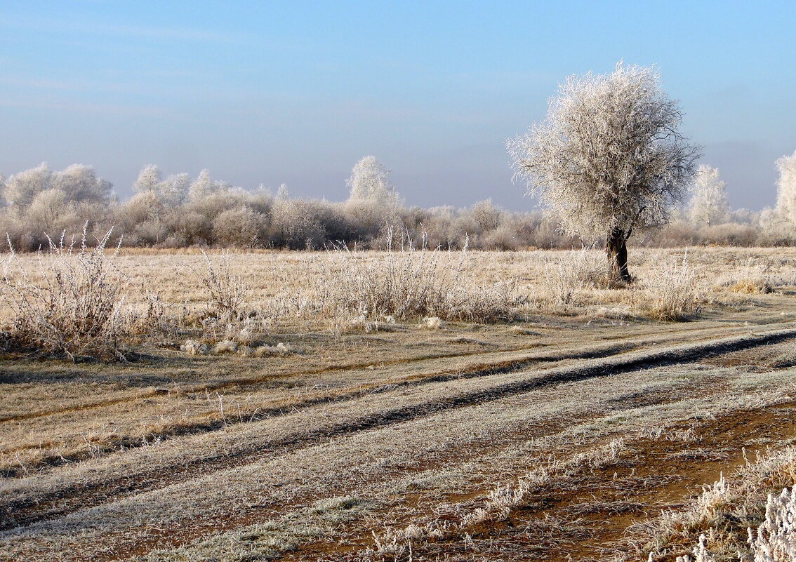 Первые заморозки. - nadyasilyuk Вознюк