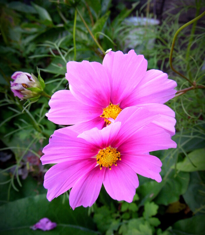 Космея. - nadyasilyuk Вознюк