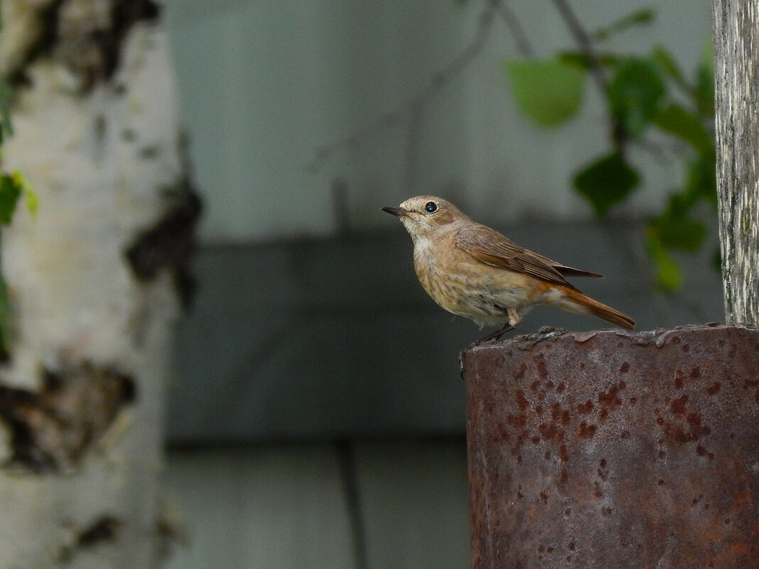 Так петь или не петь — вот в чём вопрос - Дмитрий Костоусов Так петь или не петь — вот в чём вопрос - Дмитрий Костоусов