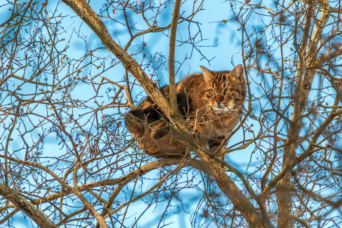 Весна, коты прилетели. - Анатолий. Chesnavik.