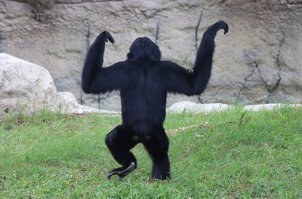 Решил станцевать... - Галина Ильясова