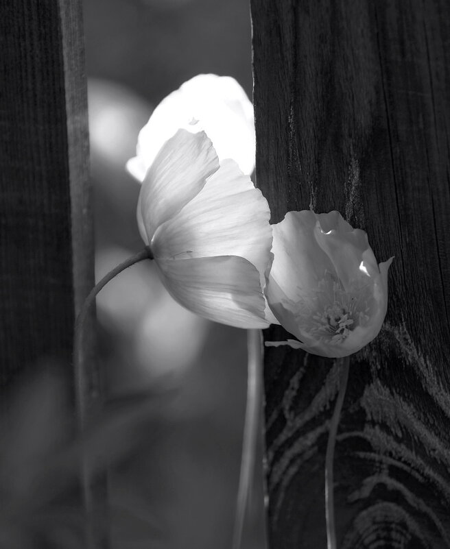 Нежность - Марина Фомина.