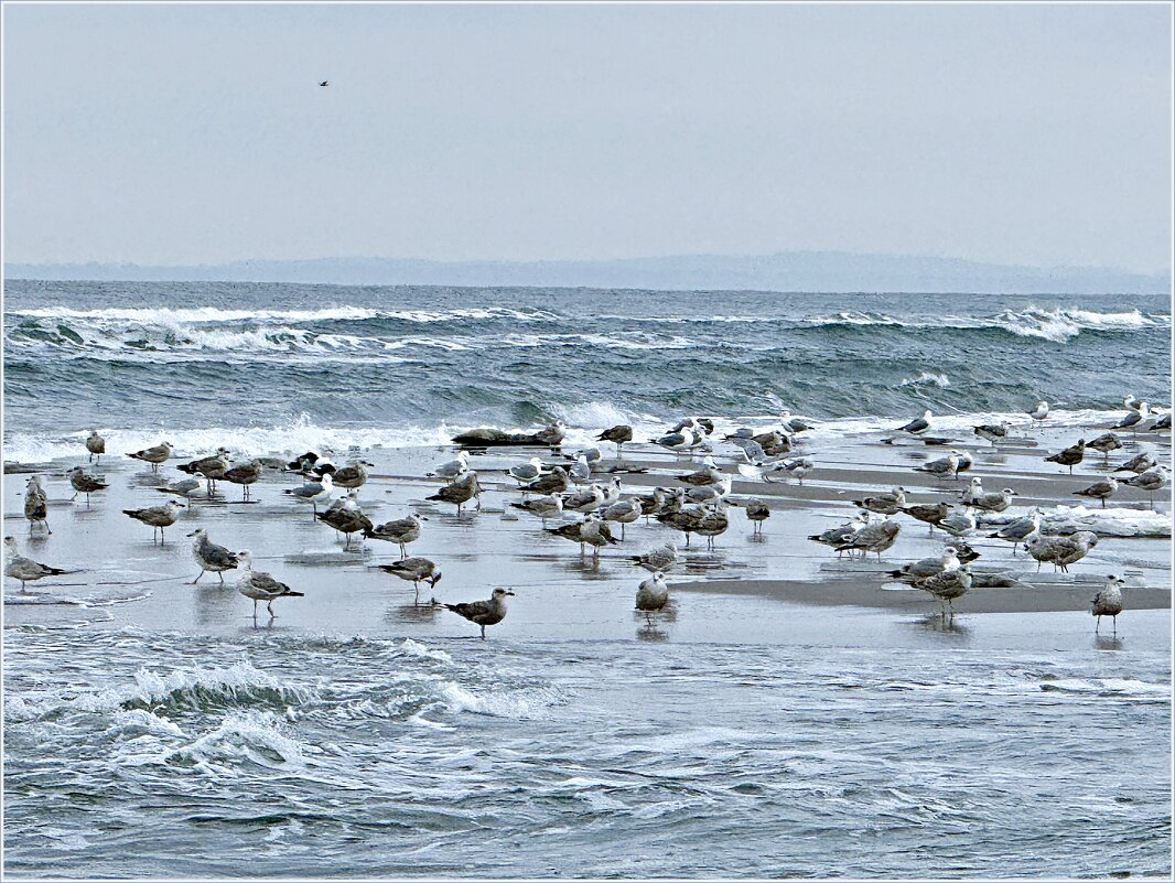 Балтийские чайки. - Валерия Комова