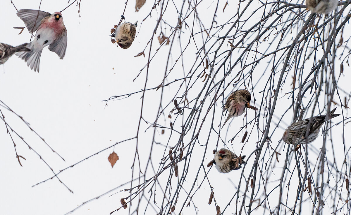 Чечетки. - Владимир Безбородов