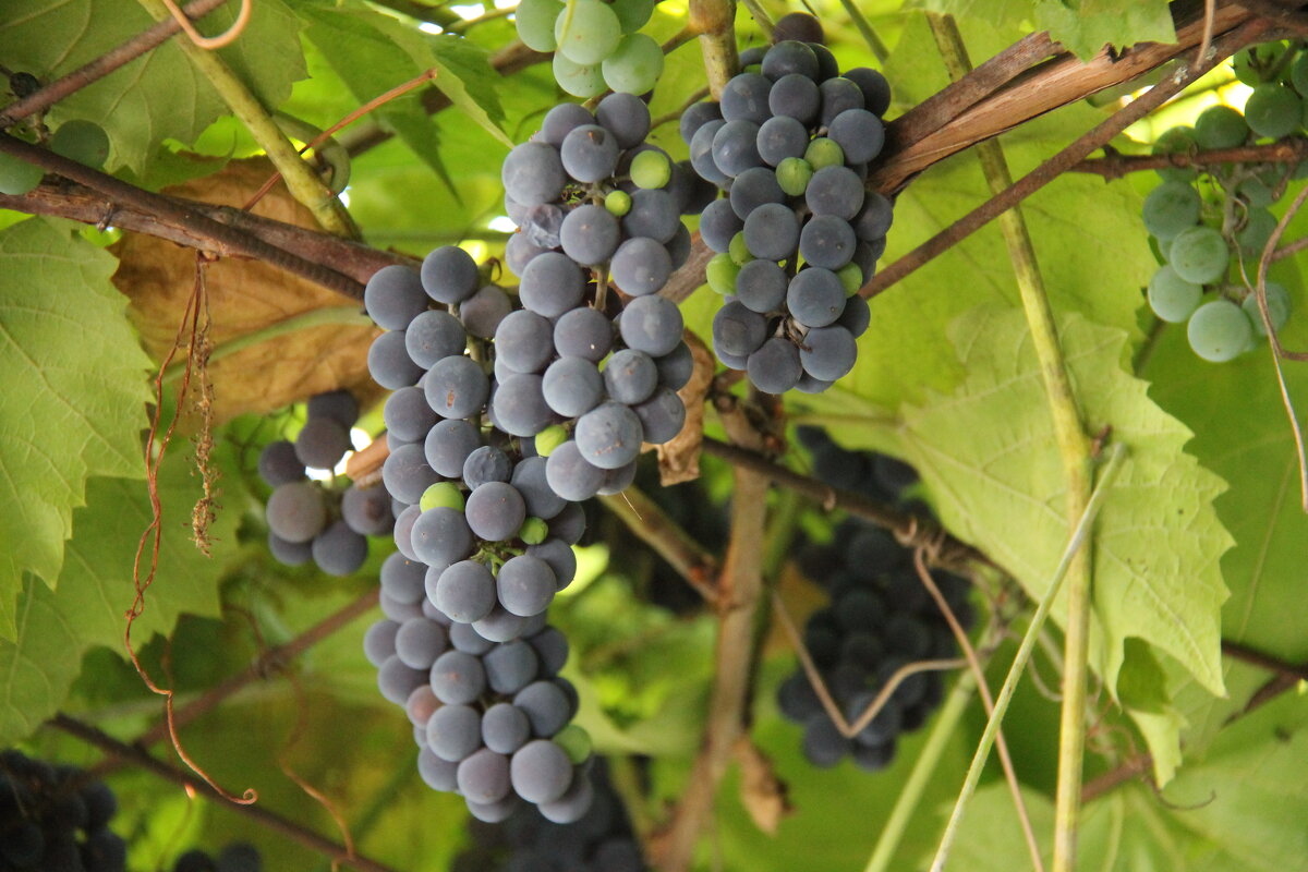 ОСЕННИЙ ВИНОГРАД - Валентина 