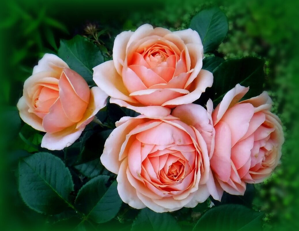 Кустик розочек - Елена Сухорученкова Кустик розочек - Елена Сухорученкова