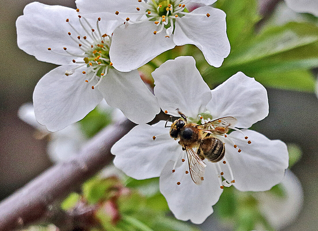Ждём весну! - Светлана 
