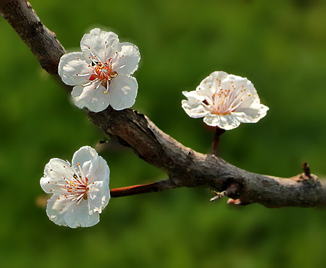Весеннее трио - Светлана Весеннее трио - Светлана
