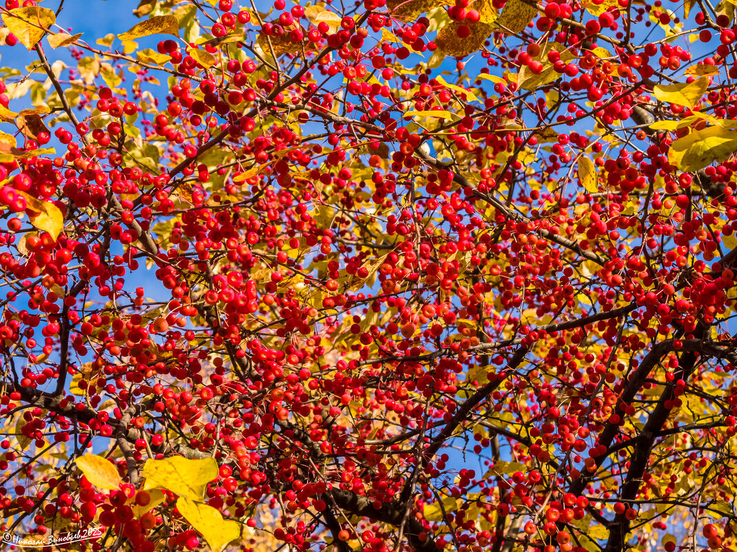 Ухта. Вот такой он, осенний урожай наших северных яблочек) - Николай Зиновьев Ухта. Вот такой он, осенний урожай наших северных яблочек) - Николай Зиновьев