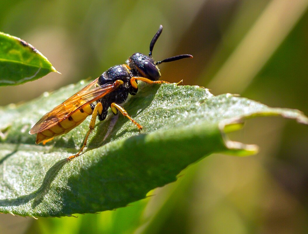Краски лета. Оса. - Алексей Трухин Краски лета. Оса. - Алексей Трухин