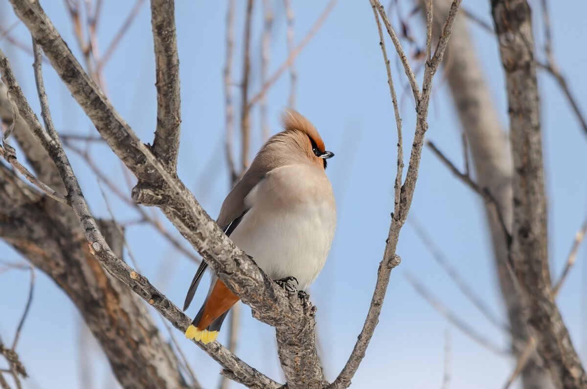 Свиристель - Виктор Иванович Чернюк Свиристель - Виктор Иванович Чернюк
