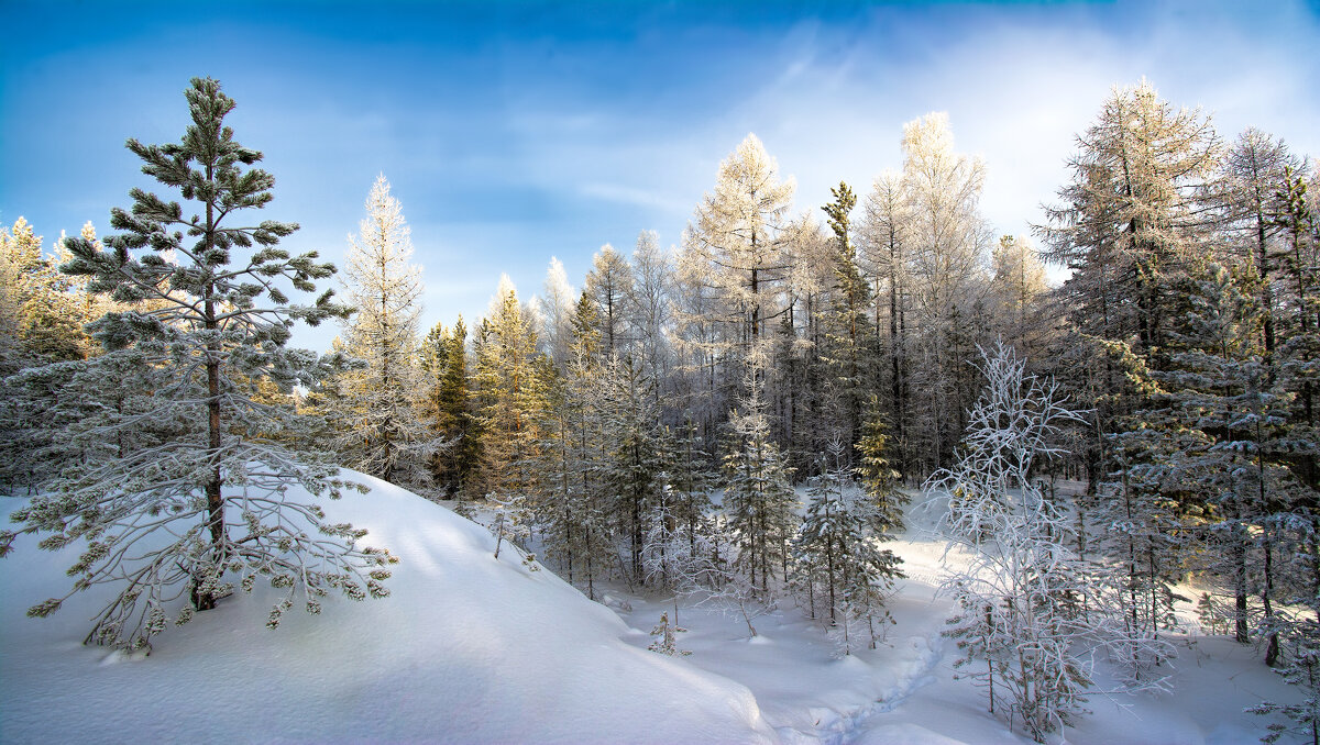 Зимний лес - Vladimbormotov 